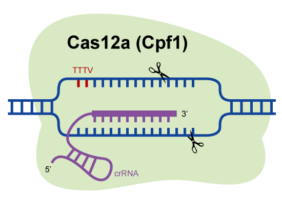 CRISPR-Cas12a与crRNA复合物