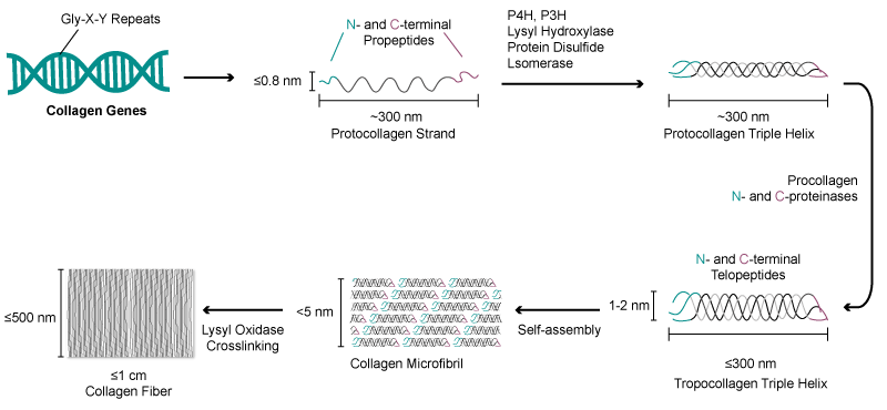 Collagen-fiber-structure