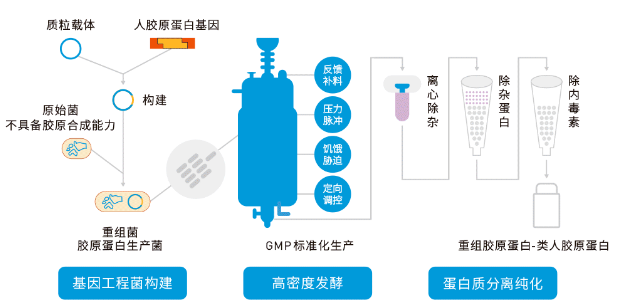 Green-manufacture-of-recombinant-collagen